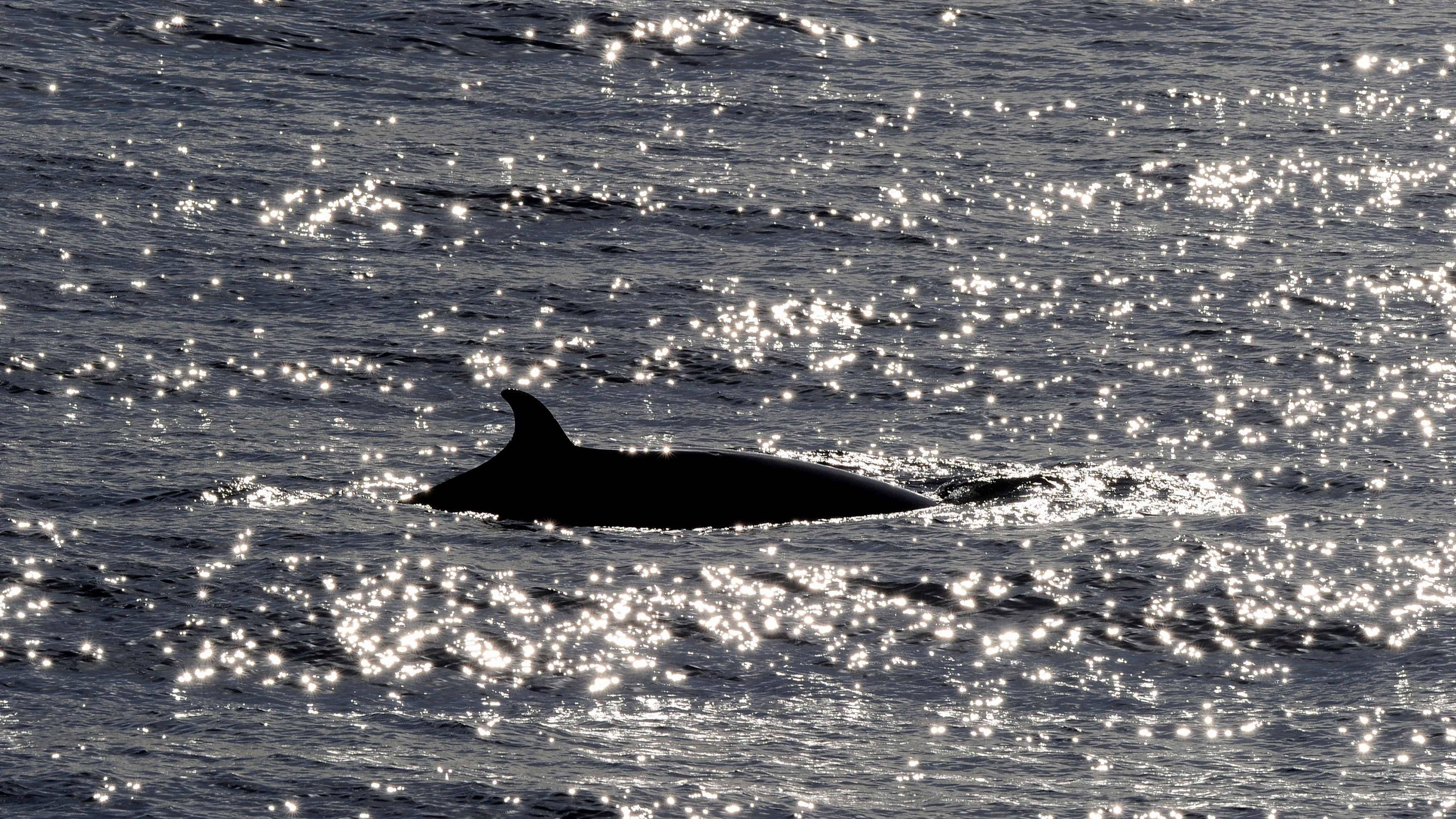 NOAA Launching Investigation Into Minke Whale Deaths | Newscentermaine.com